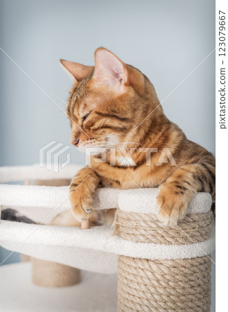 Domestic cat resting on scratching post. Domestic cat resting on scratching post. 123079667