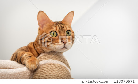 Domestic cat resting on scratching post. 123079671