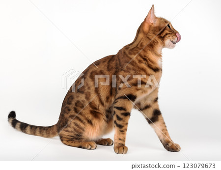 Full length Bengal cat licking lips. 123079673