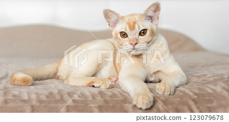 The cat lies on the bed. The cat lies on the bed. 123079678