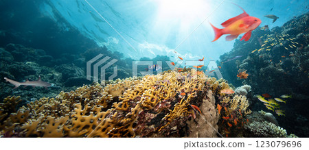 Underwater Tropical Corals Reef with colorful sea fish. Marine life sea world. Tropical colourful underwater seascape. 123079696