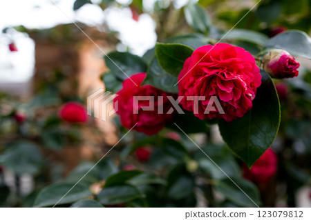 Vibrant red camellia Debbie flowers in full bloom among lush green leaves 123079812