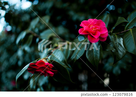 Vibrant pink Japanese camellias flower in lush green foliage Vibrant pink Japanese camellias flower in lush green foliage 123079816
