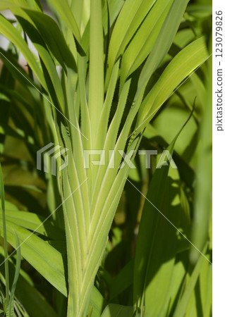 Flax lily 123079826