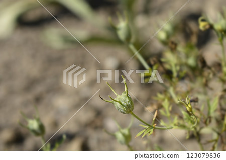Black caraway 123079836