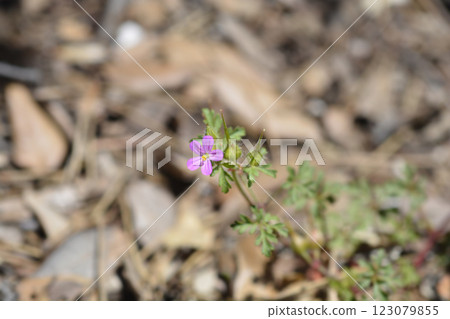 Little Robin 123079855