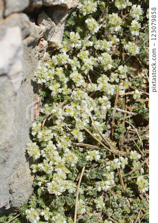 Nailwort 123079858