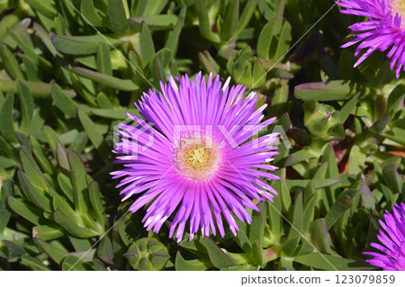 Red hottentot fig Red hottentot fig 123079859