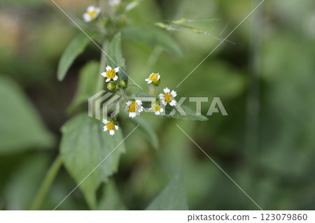 Shaggy soldier 123079860