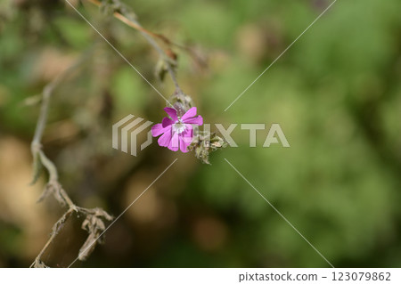 Red campion 123079862
