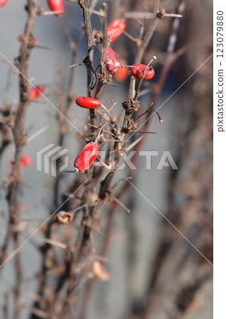 Japanese barberry Helmond Pillar Japanese barberry Helmond Pillar 123079880