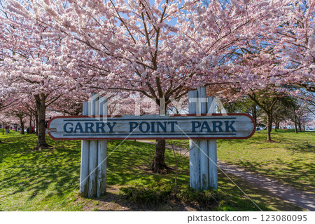 Garry Point Park in springtime. Cherry blossom flowers in full bloom. Richmond, BC, Canada. Garry Point Park in springtime. Cherry blossom flowers in full bloom. Richmond, BC, Canada. 123080095