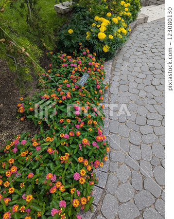 Beautiful Landmark Sunrise Rose Lantana in Full Bloom at the Garden. 123080130