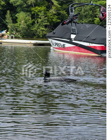 Common Loon Gracefully Swimming by a Docked Supreme Boat on a Peaceful Lake. Common Loon Gracefully Swimming by a Docked Supreme Boat on a Peaceful Lake. 123080134