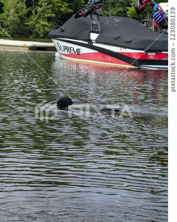 Common Loon Gracefully Swimming by a Docked Supreme Boat on a Peaceful Lake. Common Loon Gracefully Swimming by a Docked Supreme Boat on a Peaceful Lake. 123080139