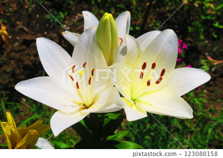 Landscape with white lilies in bloom Landscape with white lilies in bloom 123080158