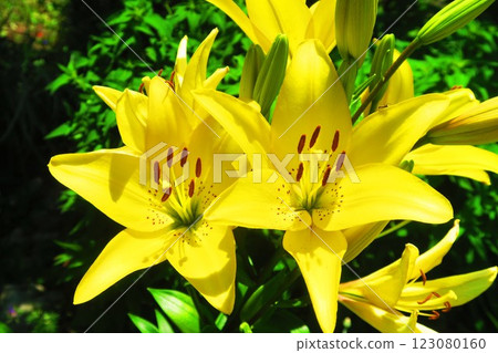 黃色百合花盛開的風景(鈴蘭) 黃色百合花盛開的風景(鈴蘭) 123080160