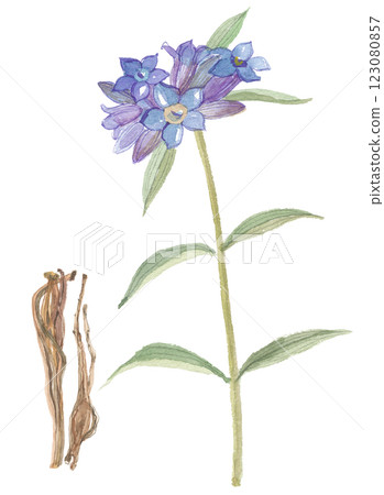 Watercolor painting of the flowers and roots of the Chinese lily, Jingyou Watercolor painting of the flowers and roots of the Chinese lily, Jingyou 123080857