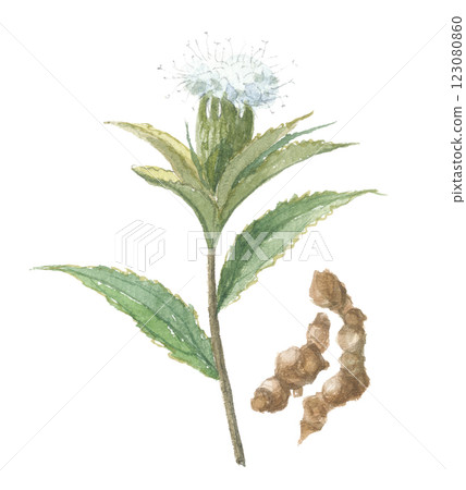 狹葉草的花和根的水彩畫,Soujutsu 狹葉草的花和根的水彩畫,Soujutsu 123080860