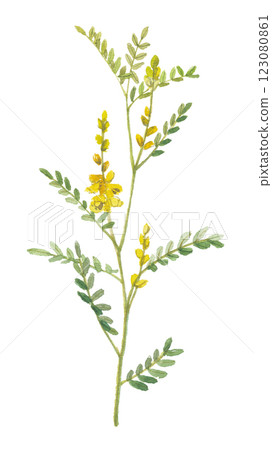 塞納 (Senna) 的水彩畫 123080861