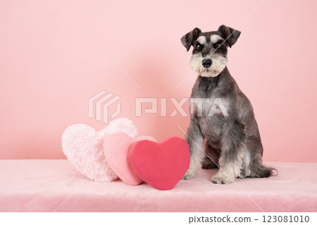 Pink back, heart and miniature schnauzer Pink back, heart and miniature schnauzer 123081010