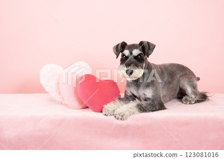 Pink back, heart and miniature schnauzer 123081016