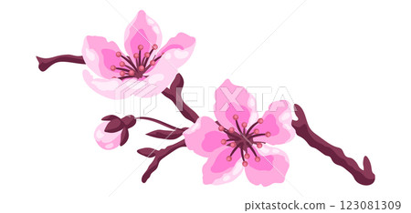 Illustration of branch with flower. Apple, sakura or cherry blossom. Illustration of branch with flower. Apple, sakura or cherry blossom. 123081309