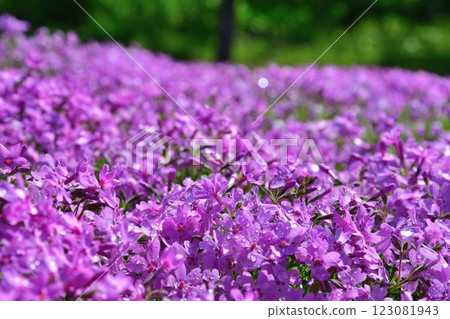 花、綠、雪的村莊根古屋,芝櫻(新潟縣) 花、綠、雪的村莊根古屋,芝櫻(新潟縣) 123081943