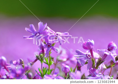 Negoya: A Village of Flowers, Greenery and Snow - Moss Phlox (Niigata Prefecture) Negoya: A Village of Flowers, Greenery and Snow - Moss Phlox (Niigata Prefecture) 123081944