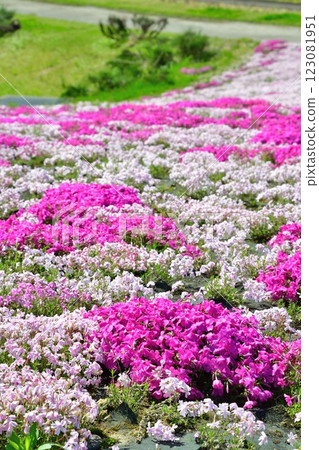 花、綠、雪的村莊根古屋,芝櫻(新潟縣) 花、綠、雪的村莊根古屋,芝櫻(新潟縣) 123081951