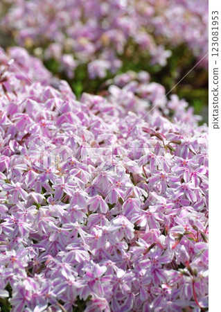 Negoya: A Village of Flowers, Greenery and Snow - Moss Phlox (Niigata Prefecture) Negoya: A Village of Flowers, Greenery and Snow - Moss Phlox (Niigata Prefecture) 123081953