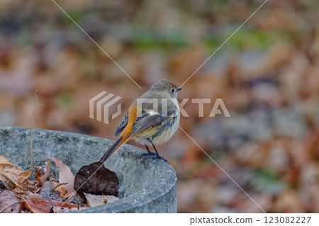 達里安紅尾魨♀ 達里安紅尾魨♀ 123082227
