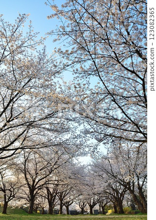 Cherry blossoms at Kajigawa Riverside Park (Niigata Prefecture) Cherry blossoms at Kajigawa Riverside Park (Niigata Prefecture) 123082365