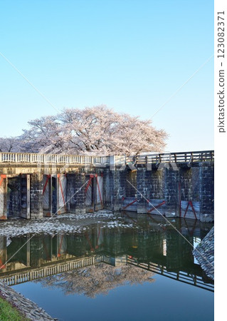 梶川防洪公園的櫻花(新潟縣) 梶川防洪公園的櫻花(新潟縣) 123082371