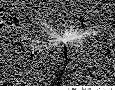 The fate of seeds Apocynaceae Trachelospermum seeds 123082485