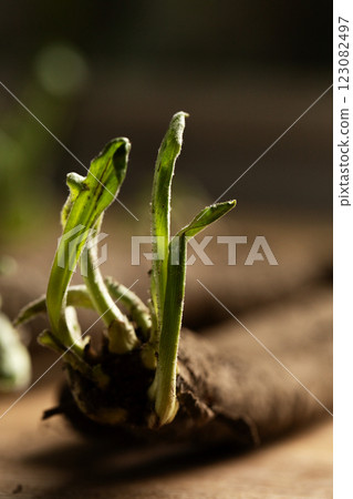 Sprouted shoots of scorzonera roots 123082497
