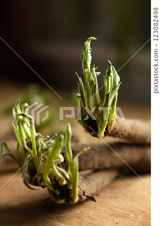 Sprouted shoots of scorzonera roots in a bunch on a table 123082498