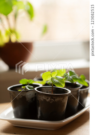 Small sweet potato seedlings Small sweet potato seedlings 123082515