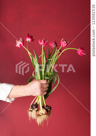 Man holding bouquet of pink tulips with bulbs Man holding bouquet of pink tulips with bulbs 123082516
