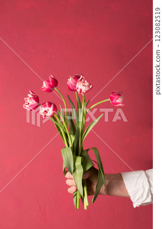 A bouquet of pink tulips in a man's hand on a pink background A bouquet of pink tulips in a man's hand on a pink background 123082519