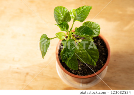 Pepper seedling in a pot Pepper seedling in a pot 123082524