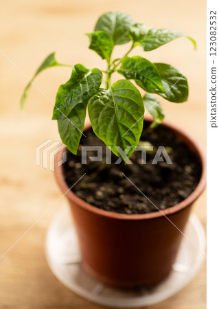 Young pepper plant 123082532