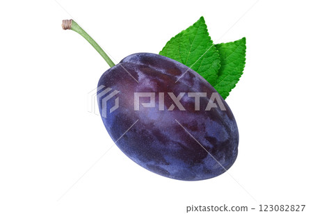 Prune illustration realistic 123082827