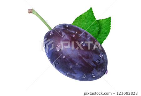 Prune illustration realistic 123082828