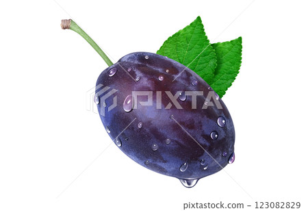 Prune illustration realistic 123082829