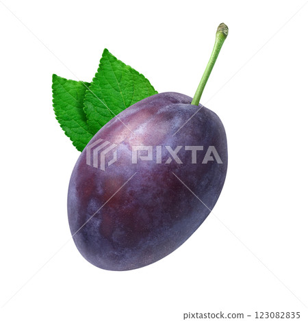 Prune illustration realistic Prune illustration realistic 123082835