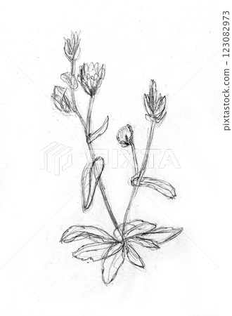 pencil drawing illustration, sketch, hand made pencil drawing illustration, sketch, hand made 123082973