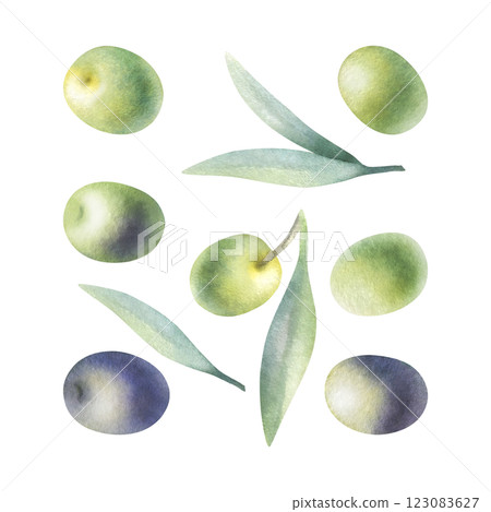 Olive fruits, green and black, leaves. Watercolor isolated illustration set hand drawn in botanical realistic style for food production, bottle label, nature bio cosmetic, healthy vegetarian menu. 123083627