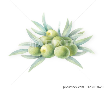 Olive fruits with green leaves piled watercolor isolated illustration hand drawn of stacked olives in botanical realistic style for food production, bottle label, nature bio cosmetic, vegetarian menu. 123083629