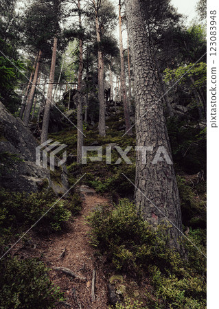 A path winds through a forest of towering pine trees A path winds through a forest of towering pine trees 123083948